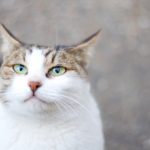 コンフォティス錠の猫への副作用 – 体重別の用量を解説